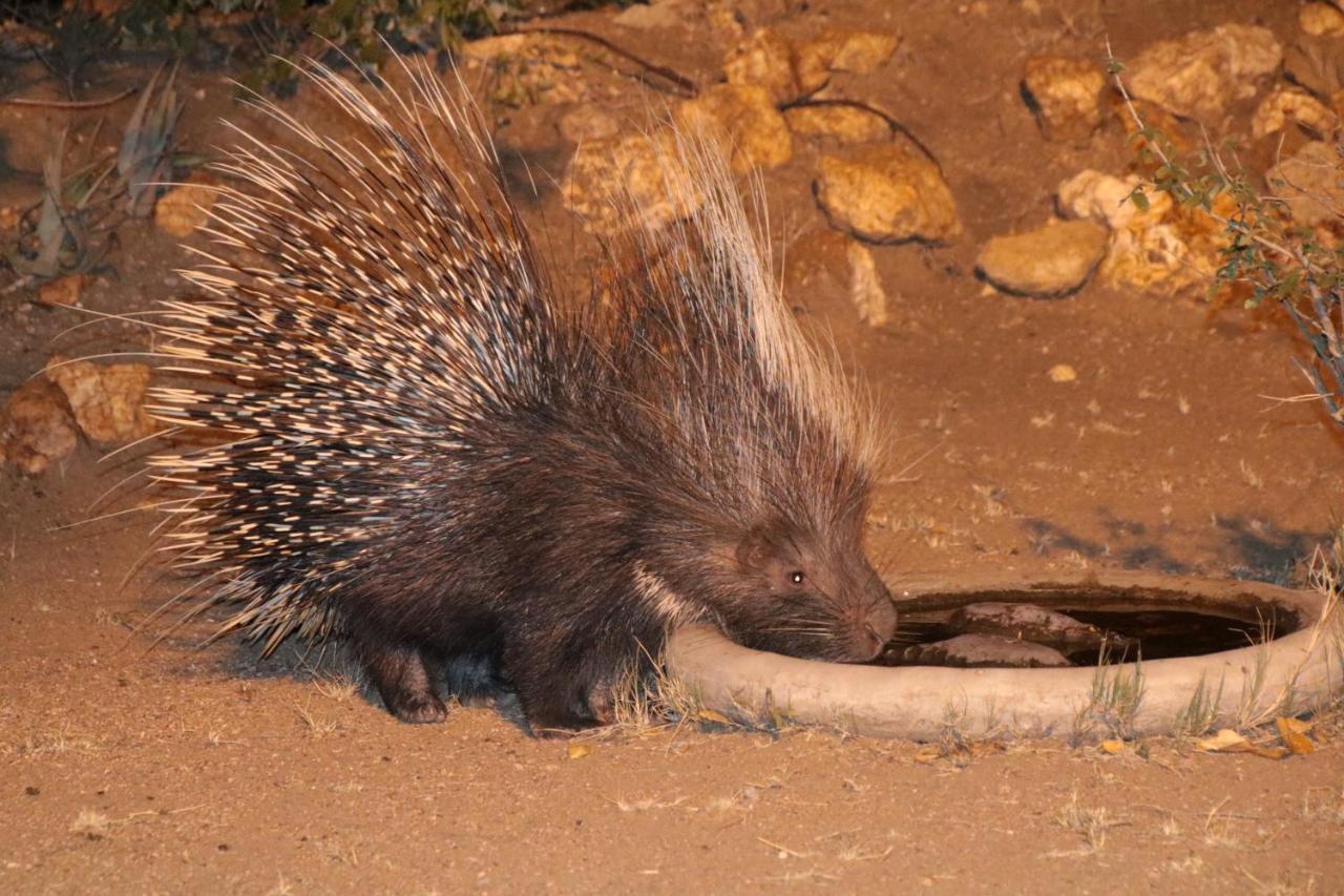 Bushvilla Umoja Kruger Phalaborwa Zewnętrze zdjęcie