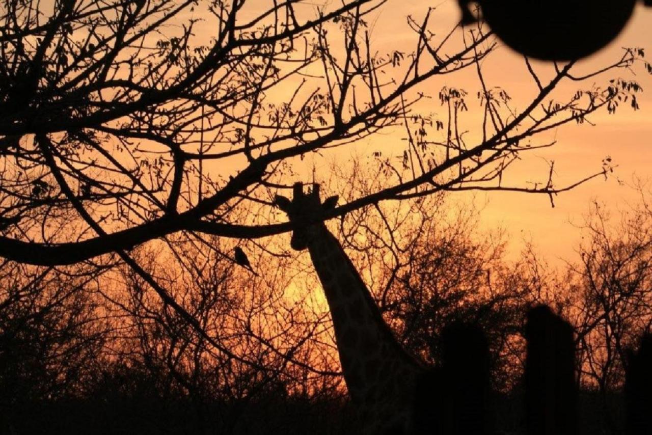 Bushvilla Umoja Kruger Phalaborwa Zewnętrze zdjęcie