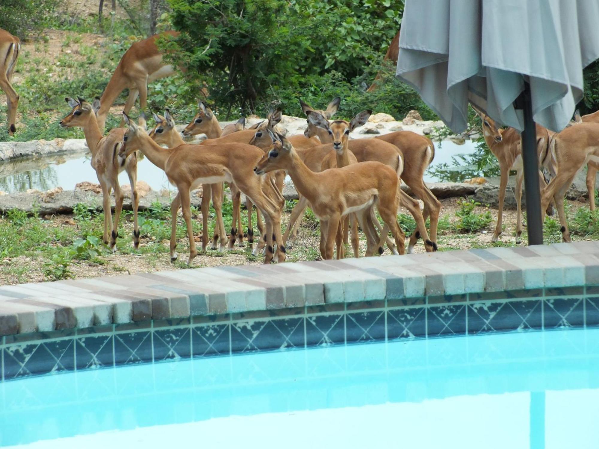 Bushvilla Umoja Kruger Phalaborwa Zewnętrze zdjęcie