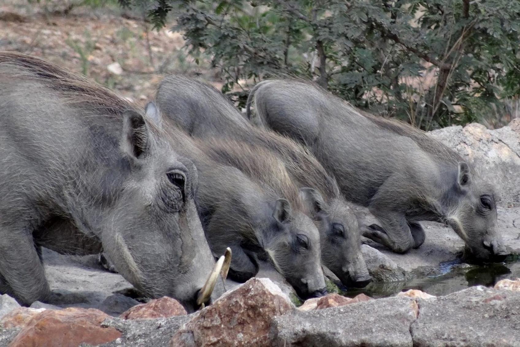 Bushvilla Umoja Kruger Phalaborwa Zewnętrze zdjęcie